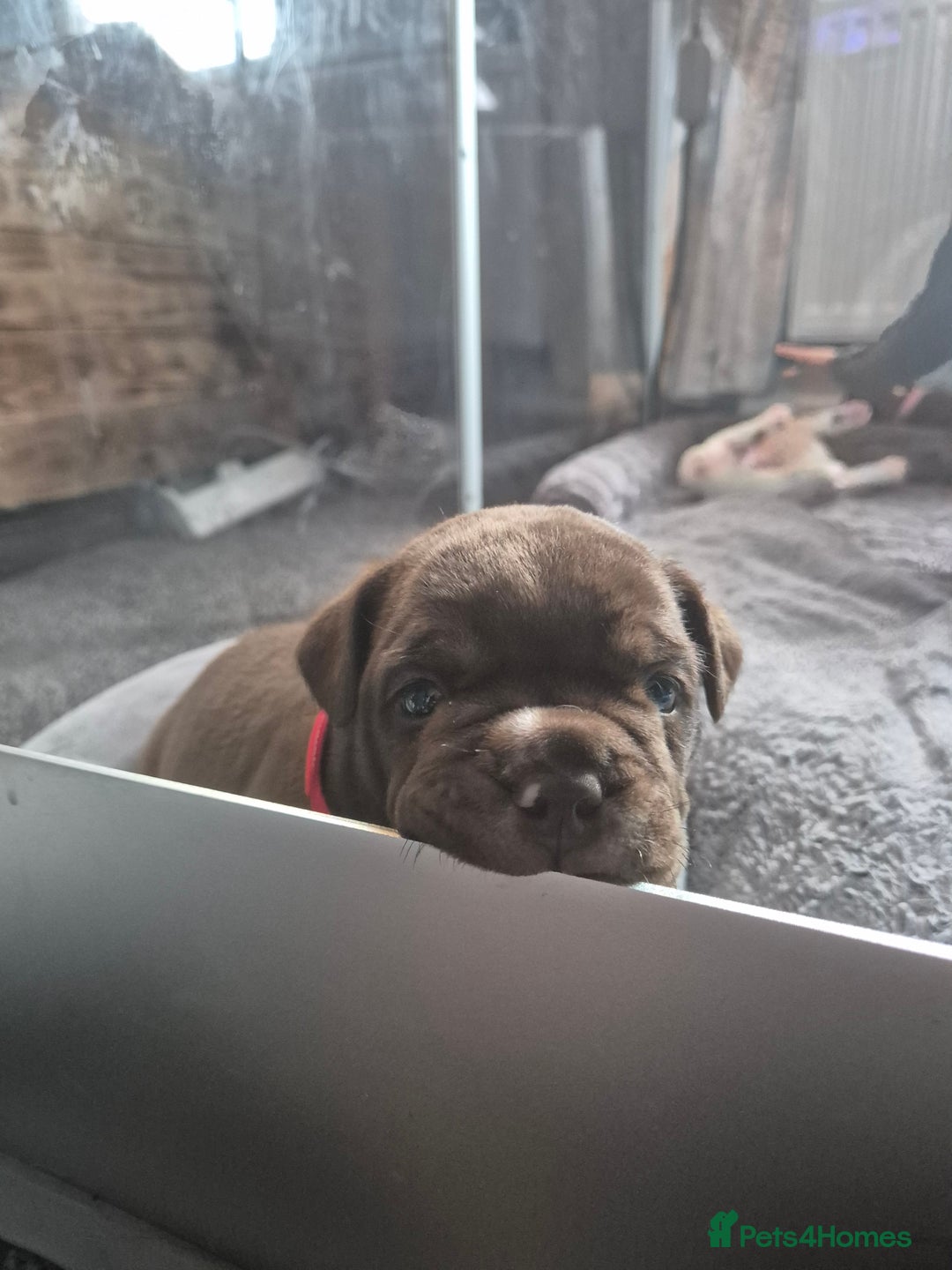 English Bulldog dogs for sale: Bulldog puppies - Image 9