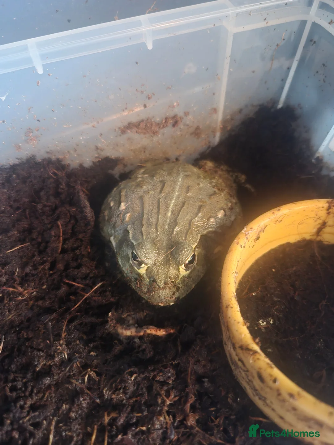 Frog reptiles for sale: African bullfrog  - Advert 1