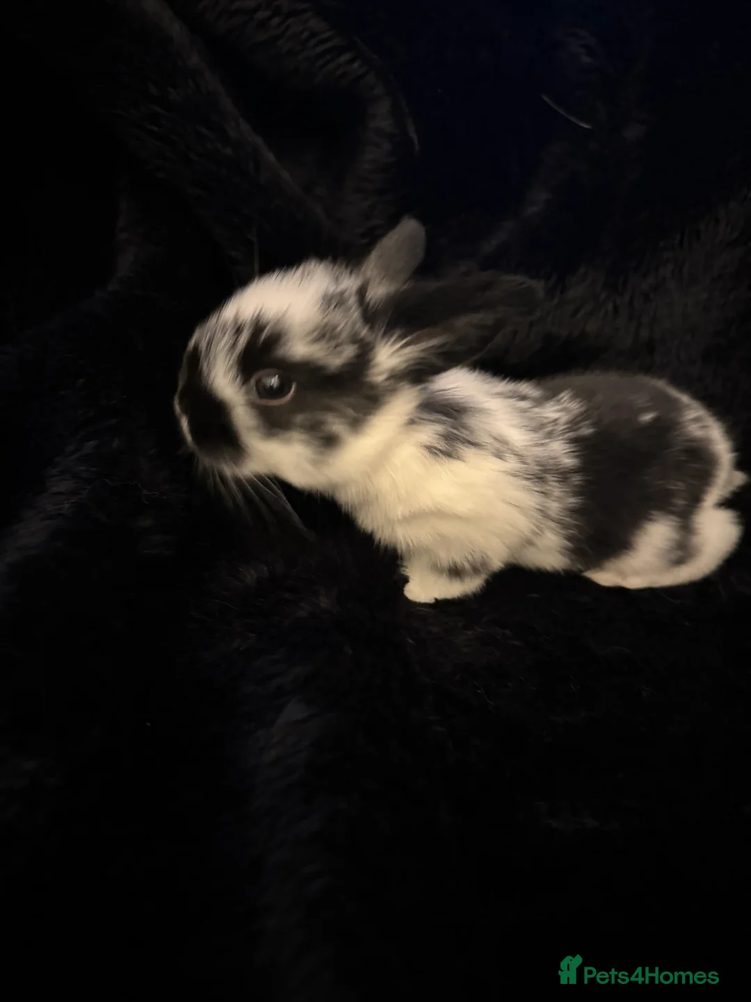 Mixed Breed rabbits for sale: 6 Adorable English Spot marking Lops - Advert 5