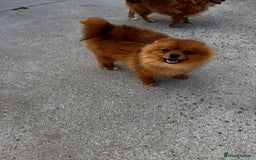 Pomeranian dogs for sale: Beautiful Pomeranian puppies last boy  - Image 7