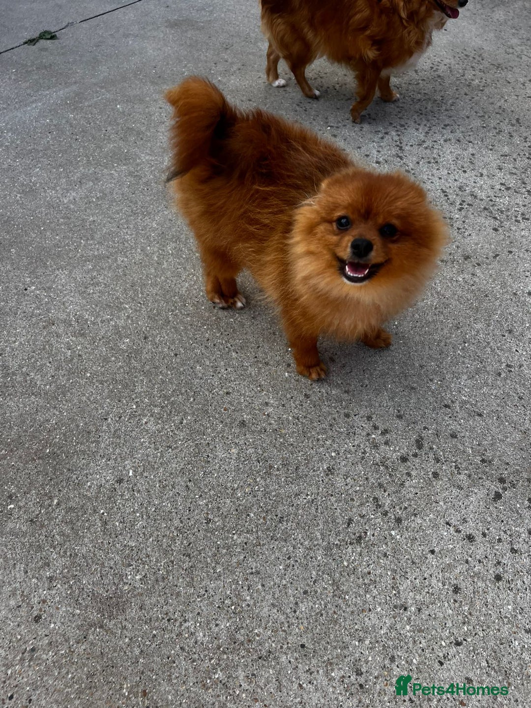 Pomeranian dogs for sale: Beautiful Pomeranian puppies last boy  - Image 7