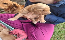 Golden Retriever dogs for sale: Working golden retriever puppies  - Image 25