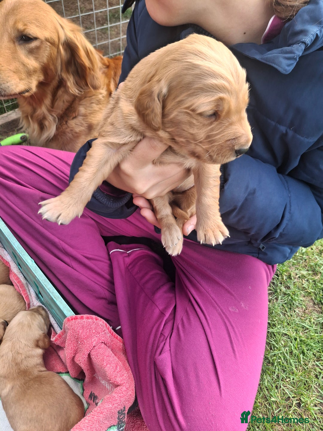 Golden Retriever dogs for sale: Working golden retriever puppies  - Image 25