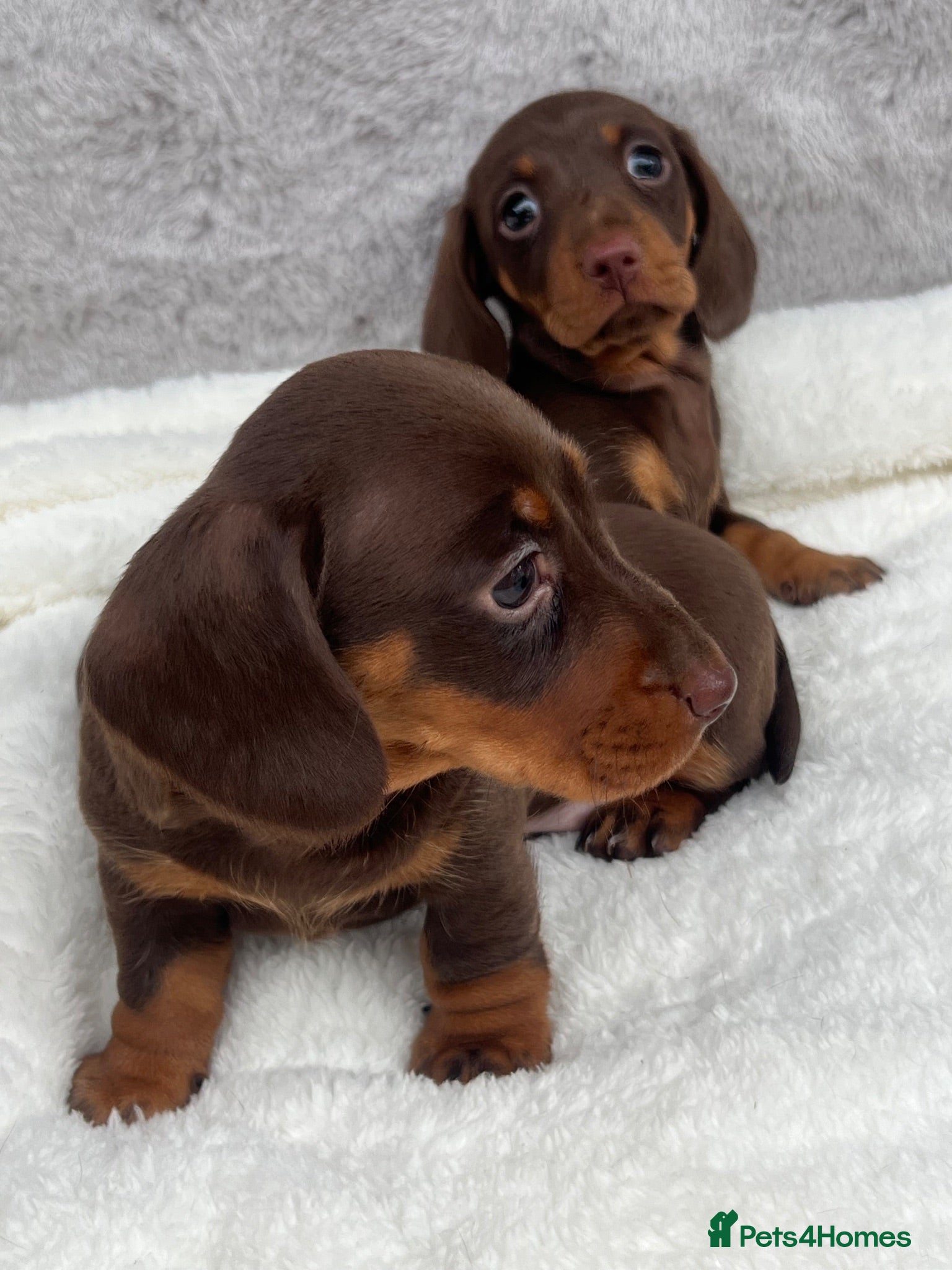 Dachshund dogs 4 beautiful miniature Dachshund  - Advert 1