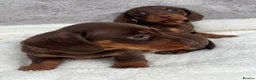 Dachshund dogs for sale: 4 beautiful miniature Dachshund  in Longfield - Advert 1