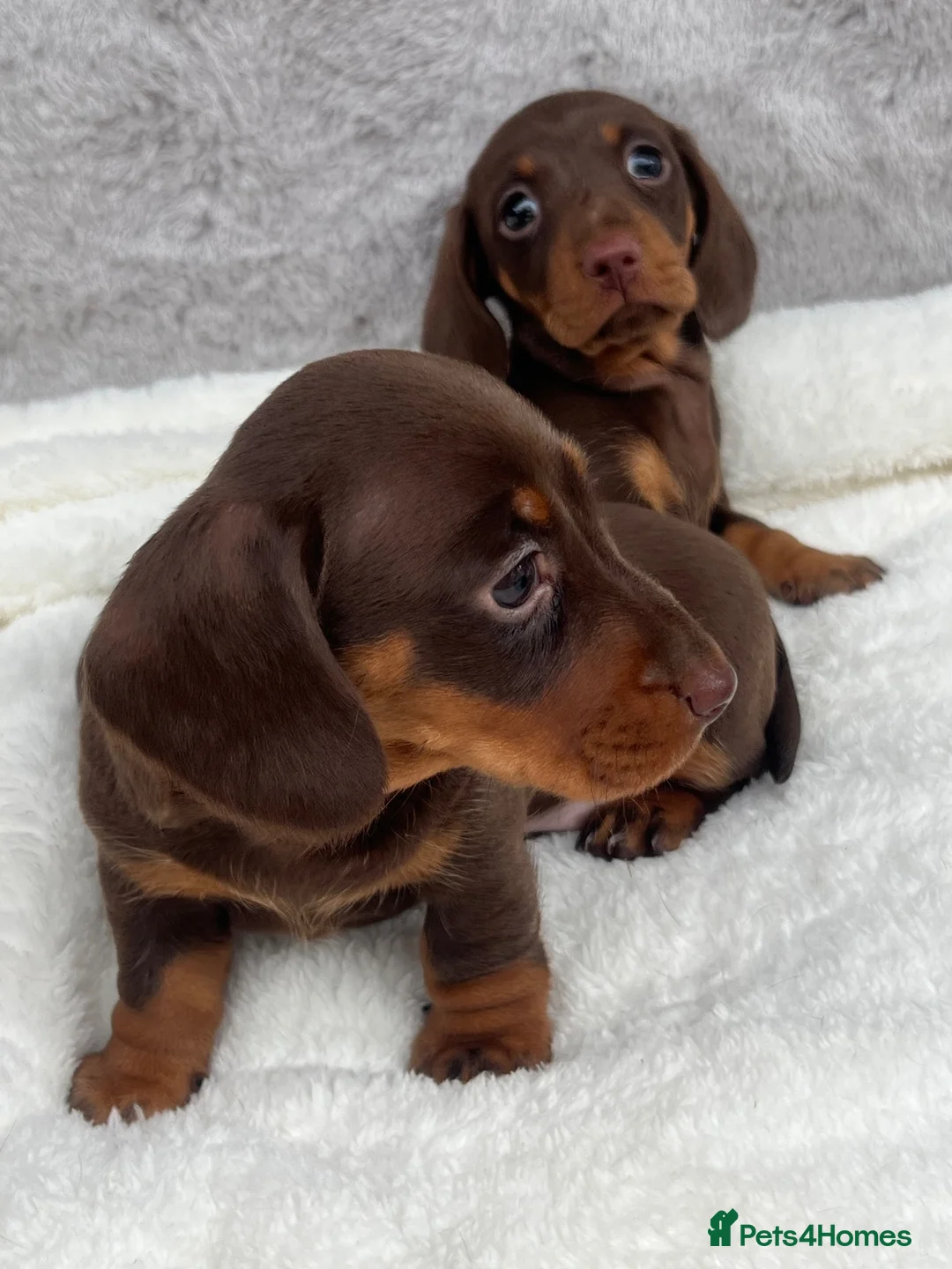Dachshund dogs for sale: 4 beautiful miniature Dachshund  in Longfield - Advert 1