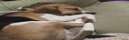 Beagle dogs for adoption: Male beagle for re homing  - Advert 4