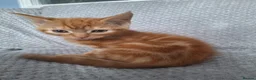 Mixed Breed cats for sale: 2 beautiful maincoone cross x mixed breed kittens  - Advert 6