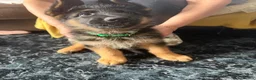German Shepherd dogs for sale: LAST MALE GERMAN SHEPHERD LEFT  - Advert 3