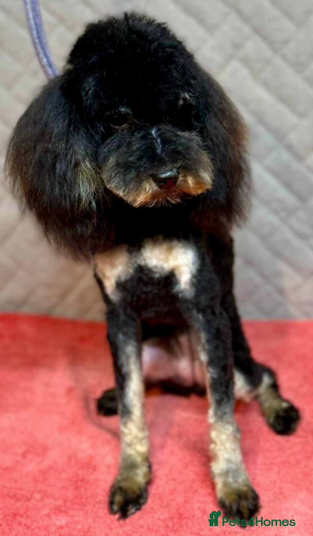 Miniature Poodle dogs for adoption: Lucy: The Little Poodle  - Image 4