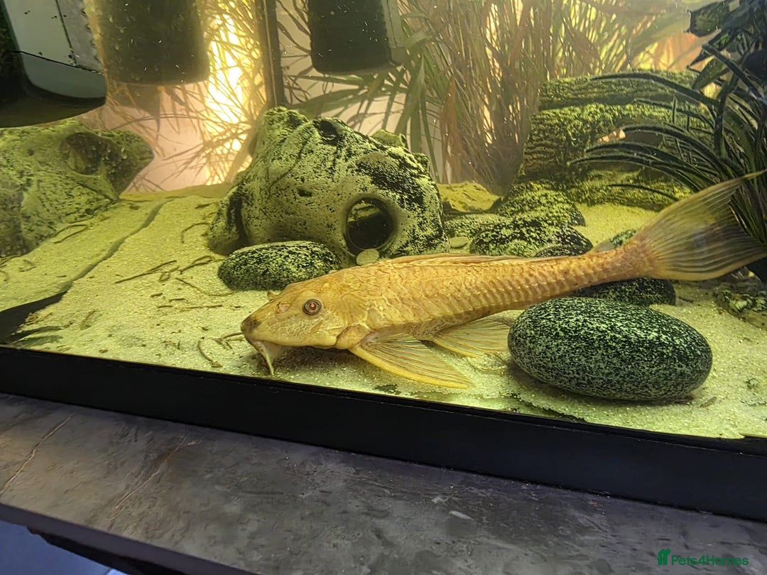Plecos fish for sale: Albino and Black plecos need new home - Image 8