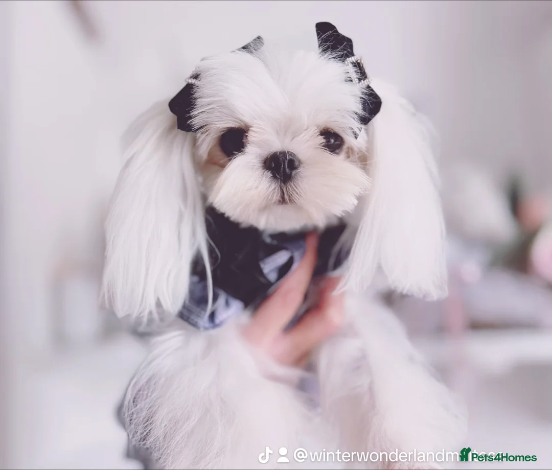 Maltese dogs for sale: 💙adult Korean maltese boy💙 - Advert 2