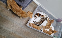 Mixed Breed cats for sale: 2 Ginger Boys, 1 Tabby Girl. Donate to charity - Image 23