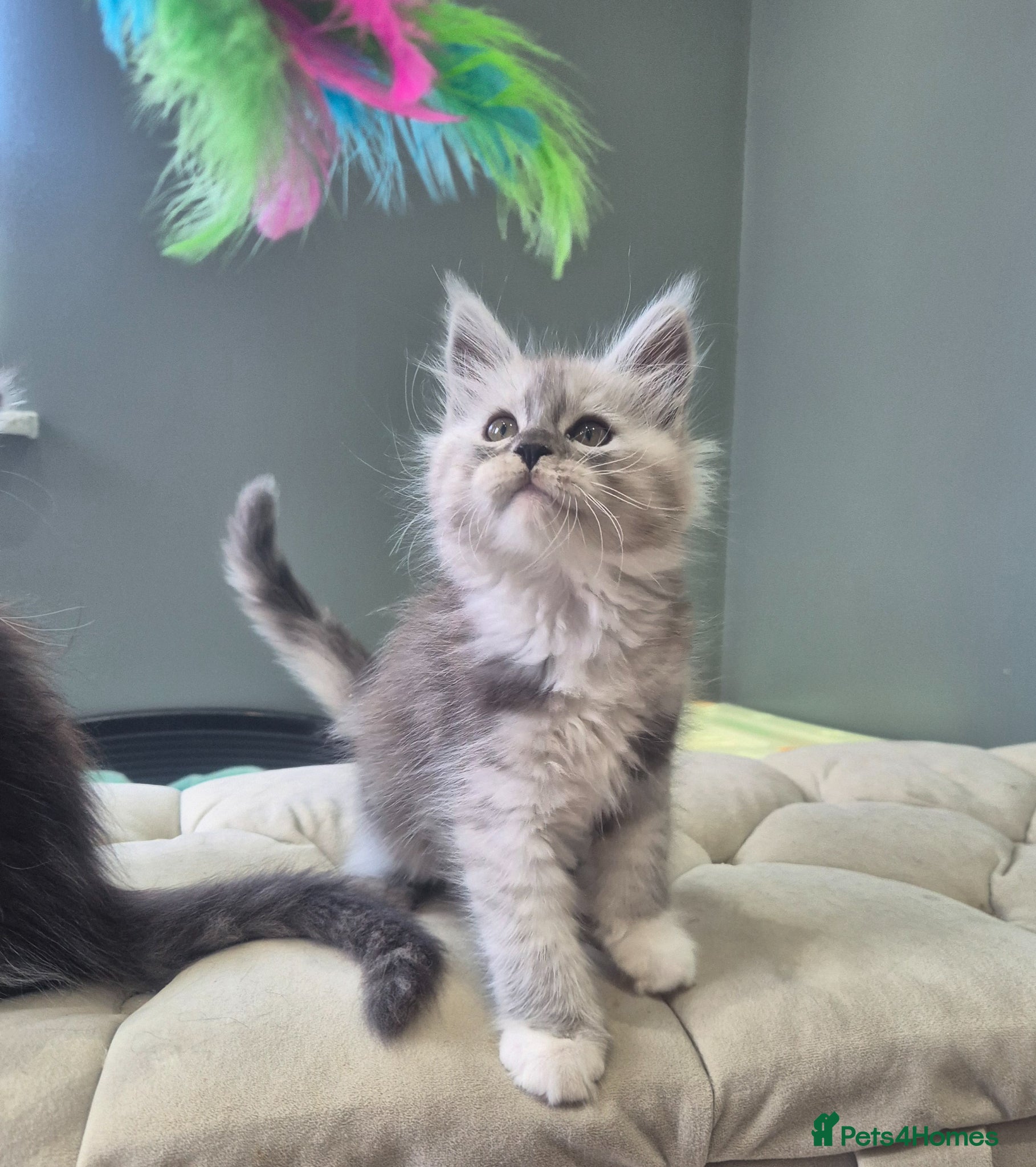 Maine Coon cats Black smoke and Silver kittens - Advert 9
