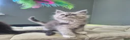 Maine Coon cats for sale: Black smoke and Silver kittens - Advert 7