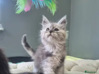 Maine Coon cats Black smoke and Silver kittens - Advert 9