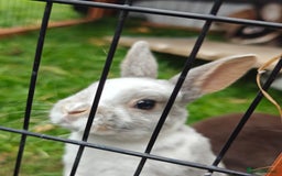 Rex rabbits for sale: Mixed litter of Mini Rex  - Image 40