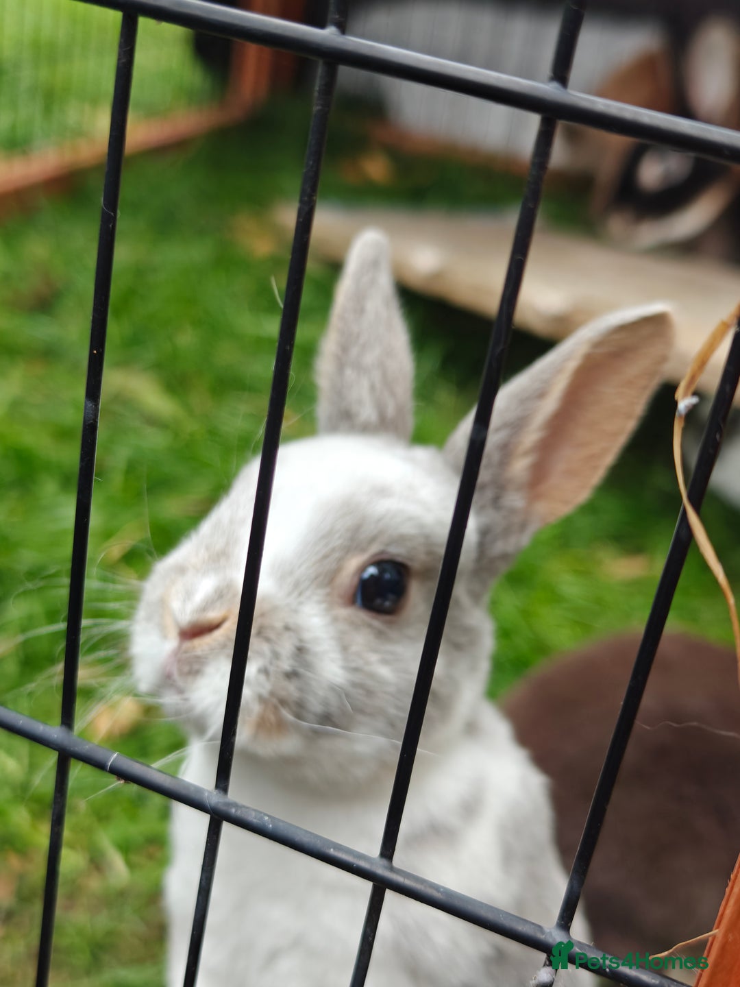 Rex rabbits for sale: Mixed litter of Mini Rex  - Image 40