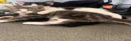 Mixed Breed cats for sale: 🐾 Gorgeous Kittens Ready for Their Forever Homes! - Advert 9