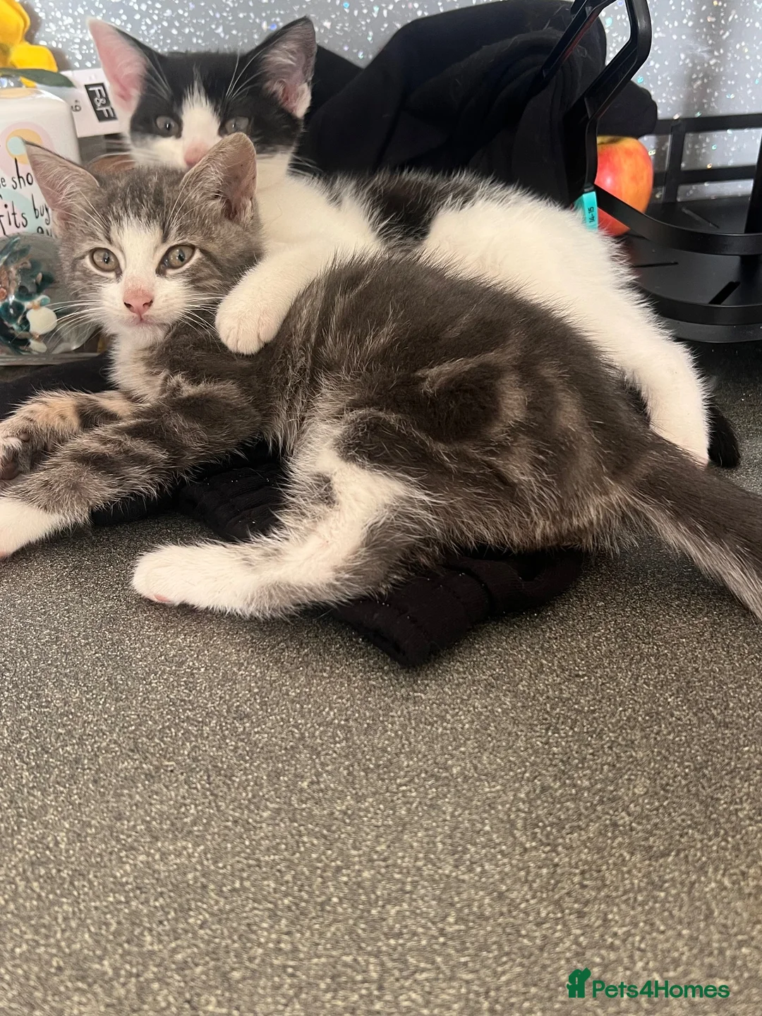 Mixed Breed cats for sale: 🐾 Gorgeous Kittens Ready for Their Forever Homes! - Advert 9