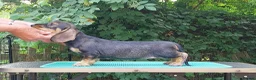 Dachshund dogs for sale: Standard Wirehaired Dachshund - Advert 10