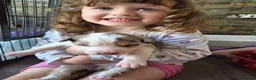 Mixed Breed dogs for sale: Beardie border x puppies - Advert 25