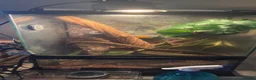 Gecko reptiles for sale: Dalmatian crested gecko  - Advert 1