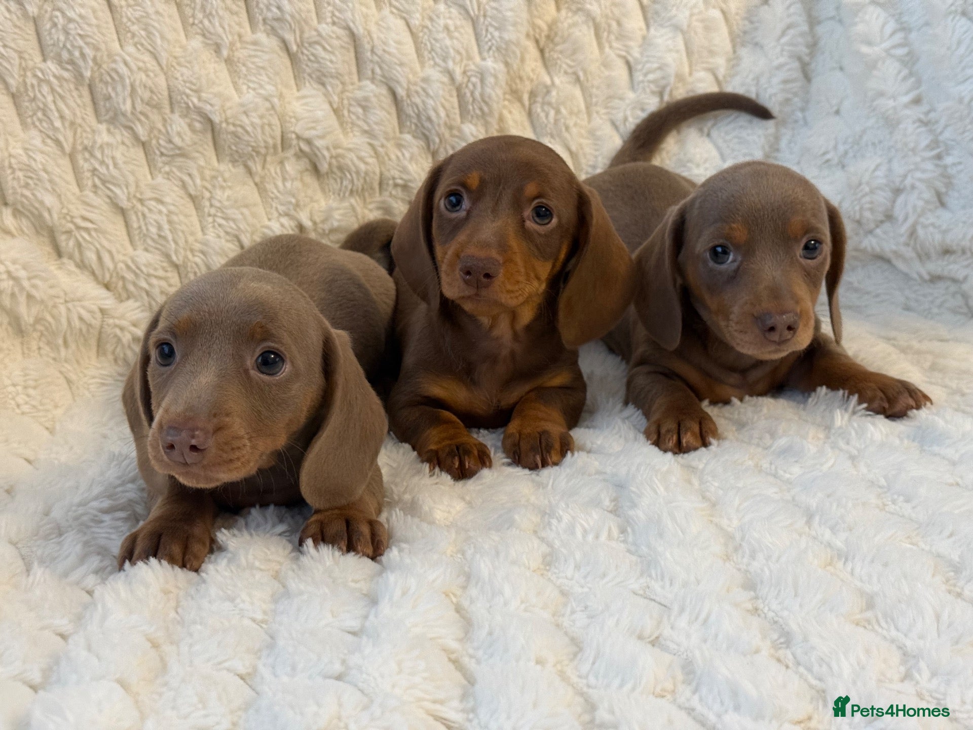 Miniature Dachshund dogs 🐾MINIATURE DACHSHUND PUPPIES🐾 - Advert 2