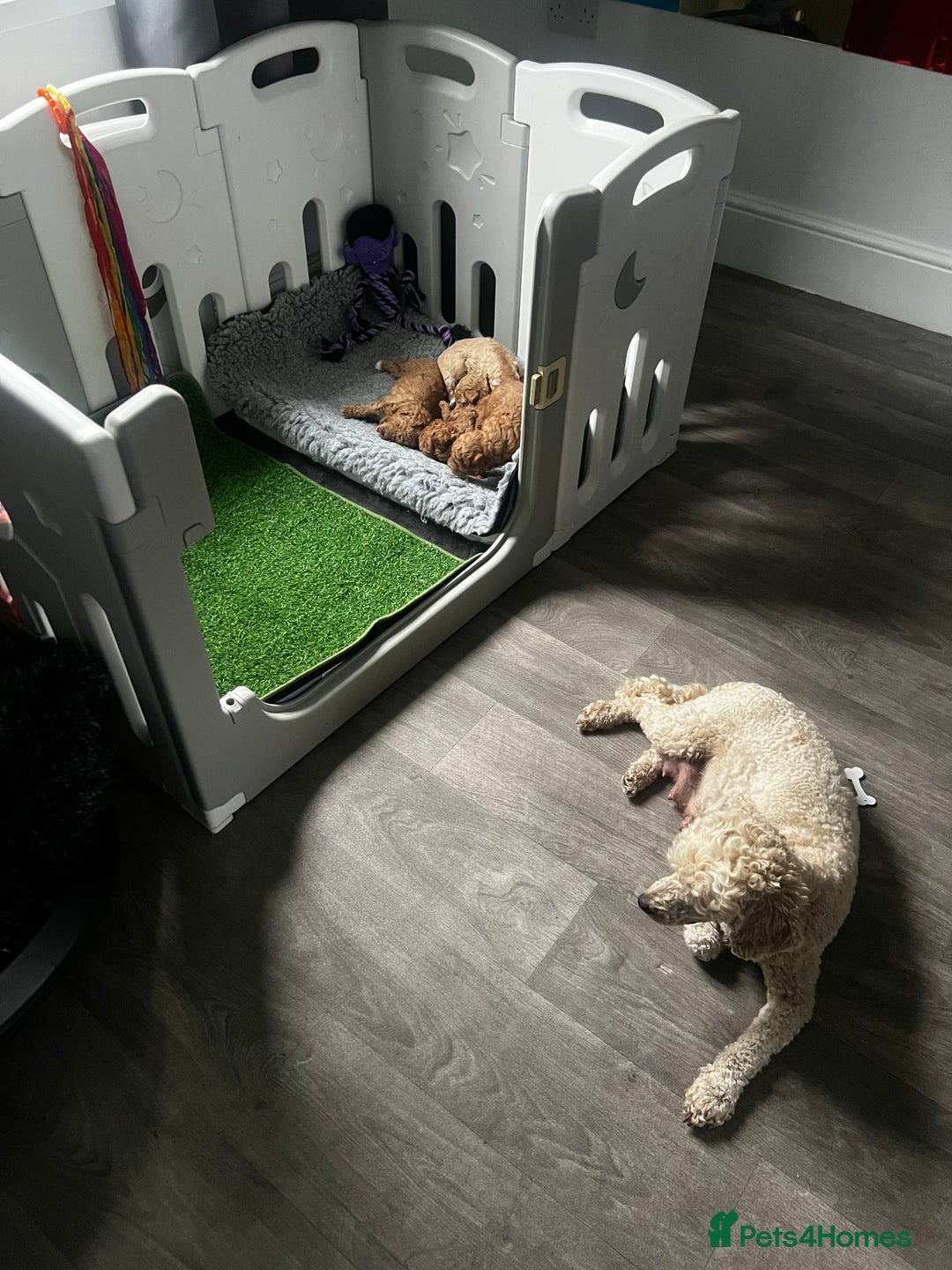Toy Poodle dogs for sale: Gorgeous kc registered toy poodle pups  - Image 23