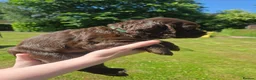 Sprocker dogs for sale: Sprocker pups for sale  - Advert 6
