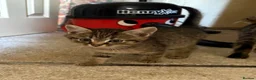 Mixed Breed cats for sale: 2 male tabby kittens urgently need new homes!! - Advert 7