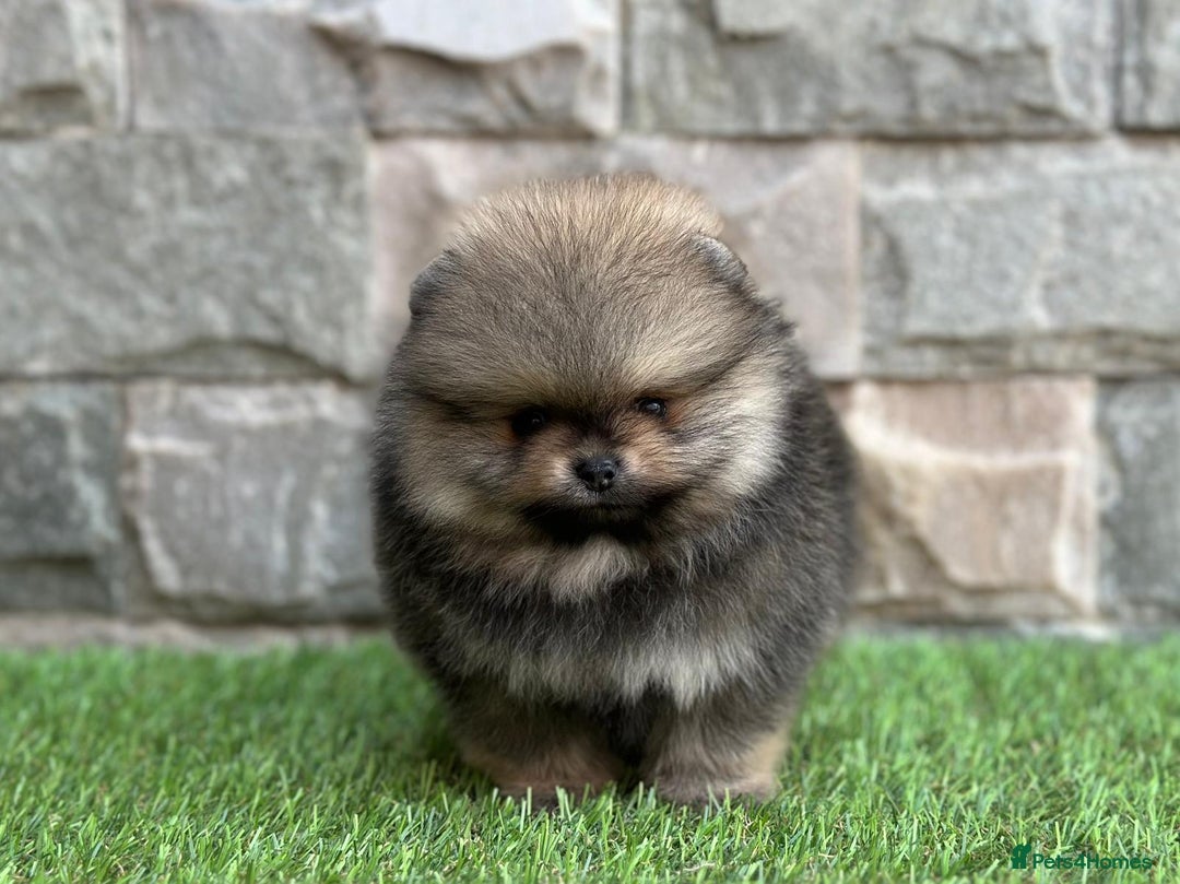 Pomeranian dogs for sale: Luxurious Tiny Pomeranian - 900g/11 weeks old - Image 21