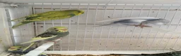 Budgerigars birds for sale: Budgies - Advert 4
