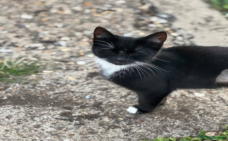Mixed Breed cats - Advert 2