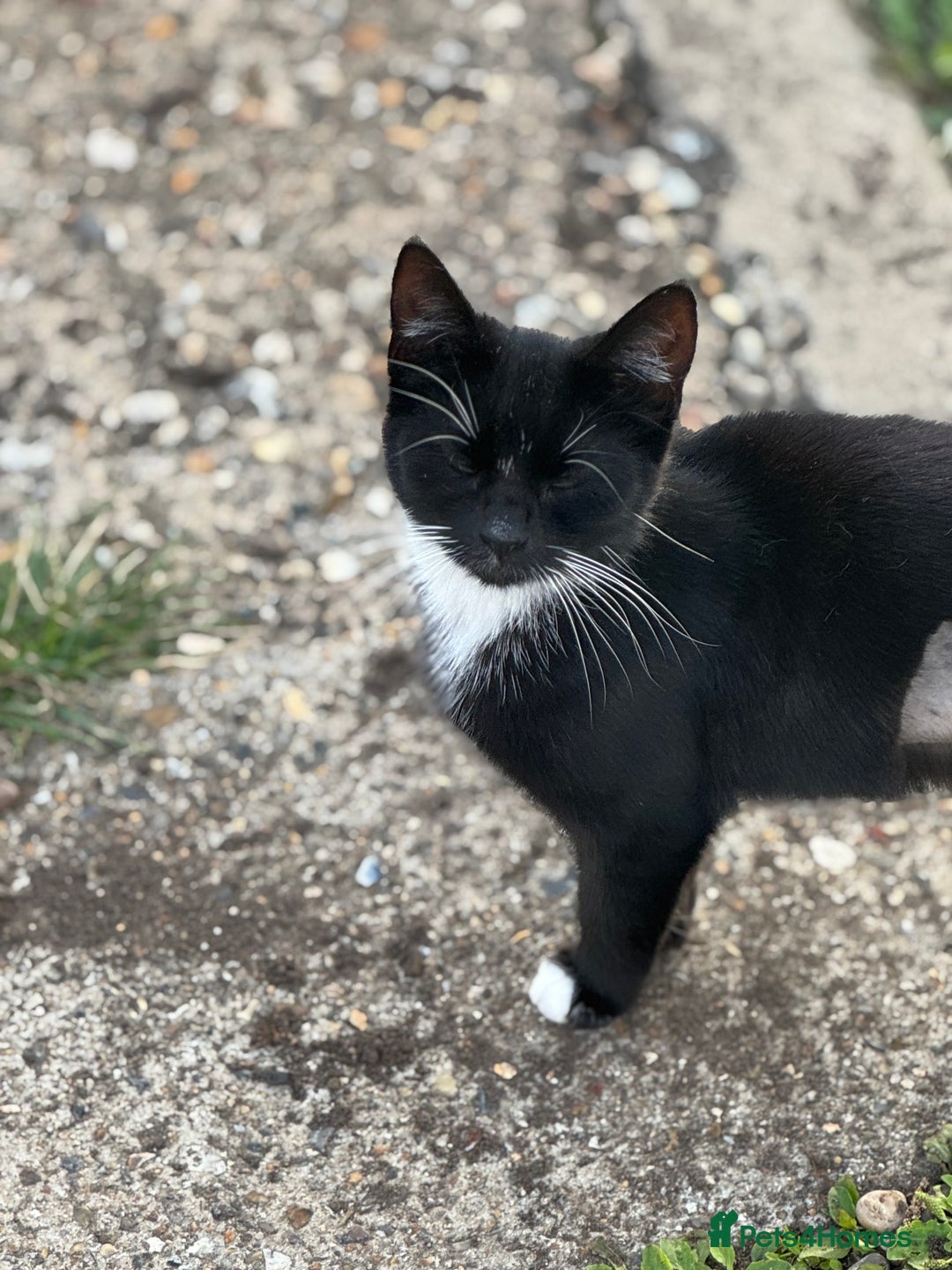 Mixed Breed cats for sale: Beautiful kitten ready for new adventure  - Image 1