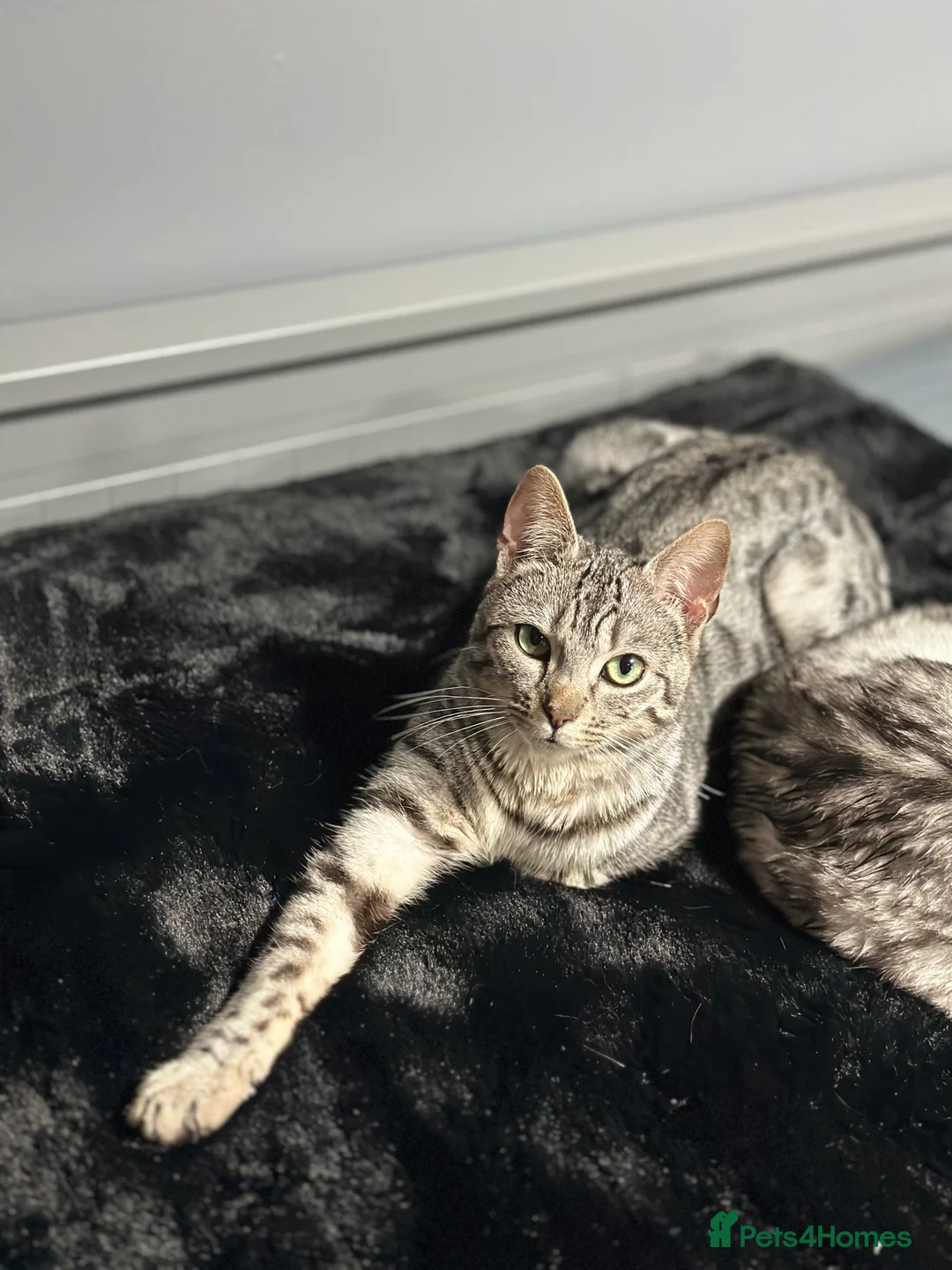 Bengal cats for sale: Gorgeous Bengal X Female!! - Advert 8