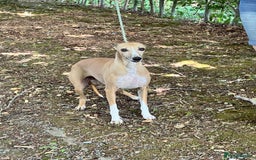 Whippet dogs for sale: Beautiful, gentle, friendly Whippet Girls  - Image 5