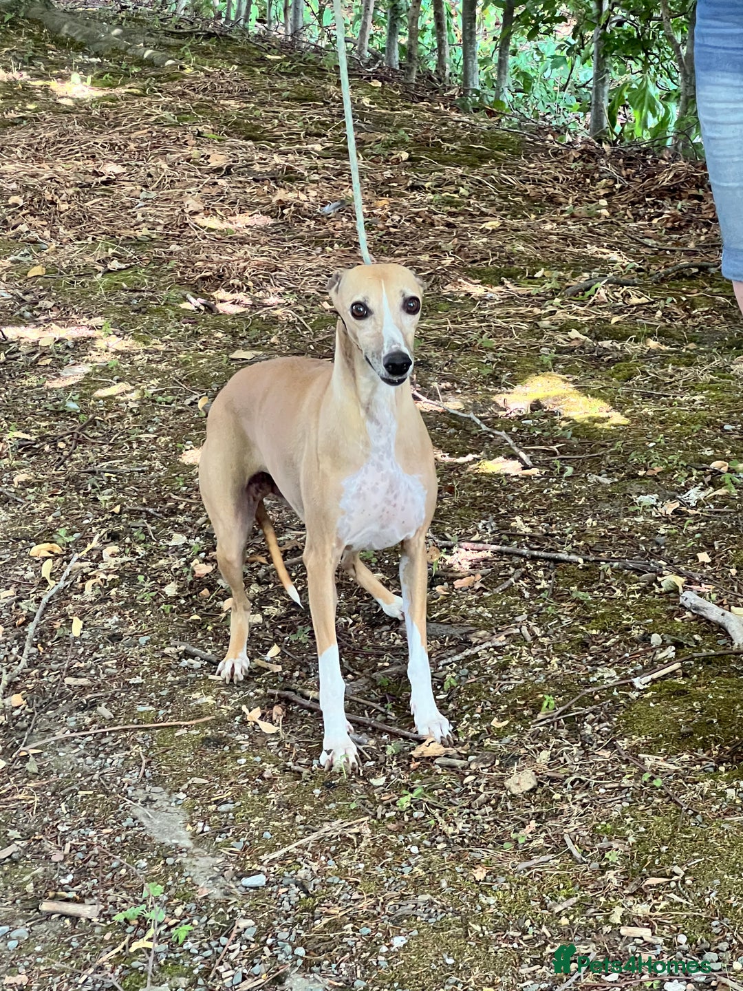 Whippet dogs for sale: Beautiful, gentle, friendly Whippet Girls  - Image 5