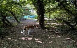 Lurcher dogs for sale: male lurcher- blue - Image 4