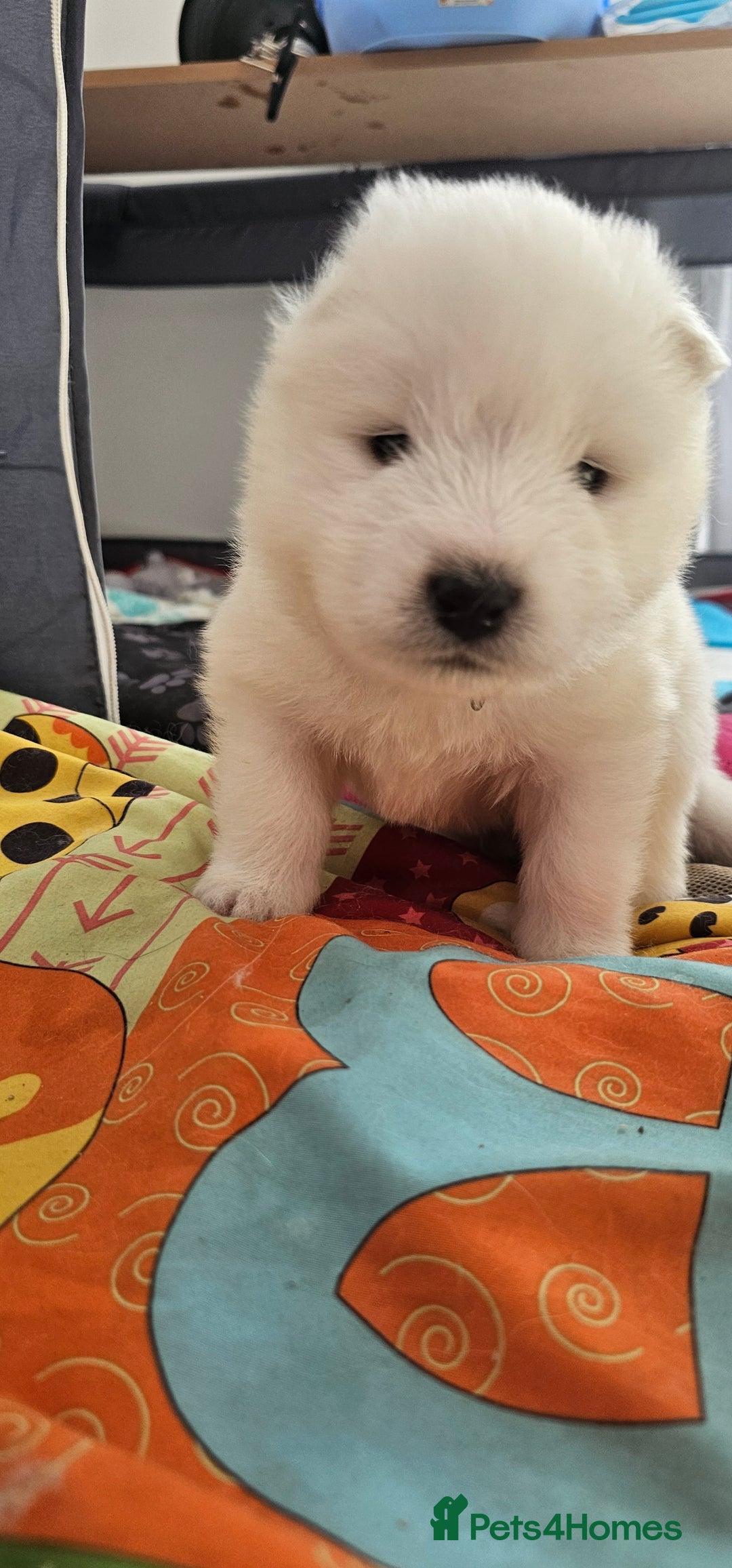 Samoyed dogs for sale: 2wonderful, purebred boys. (For therapy dogs) - Image 24