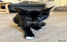 Japanese Bobtail cats for sale: Japanese Bobtail baby girl kitten! - Image 4