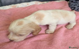 Sprocker dogs for sale: Working Sprocker puppies  - Image 7