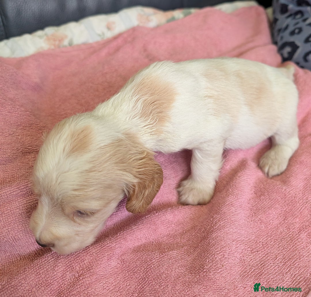 Sprocker dogs for sale: Working Sprocker puppies  - Image 7