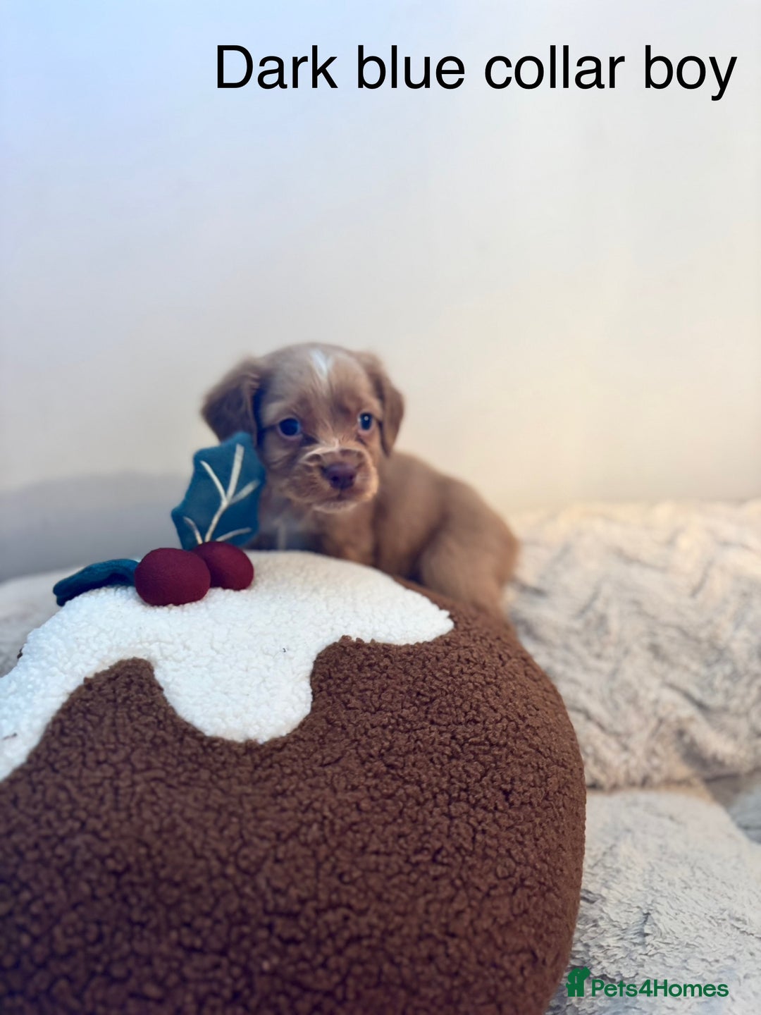 Sprocker dogs for sale: 🐾5 beautiful F1B sprocker spaniels - Advert 9