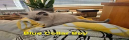 Ragdoll cats for sale: Beautiful Ragdoll kittens - Advert 12