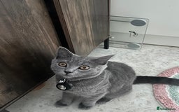 Scottish Fold cats for sale: Scottish straight boy  - Image 2