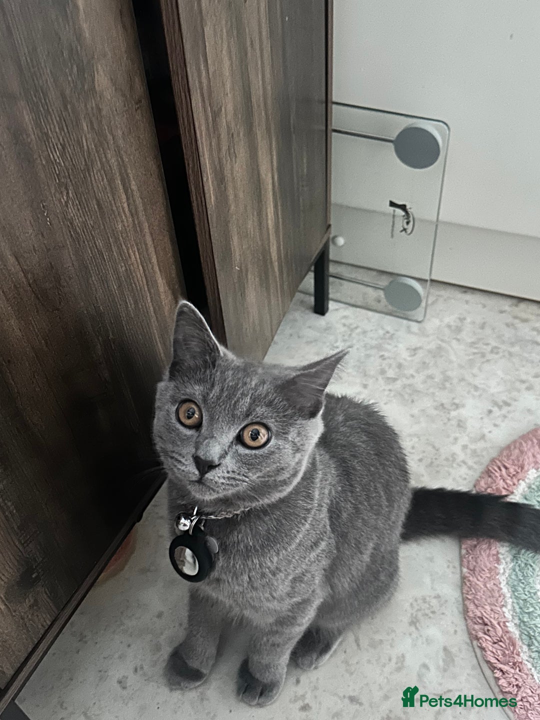 Scottish Fold cats for sale: Scottish straight boy  - Image 2