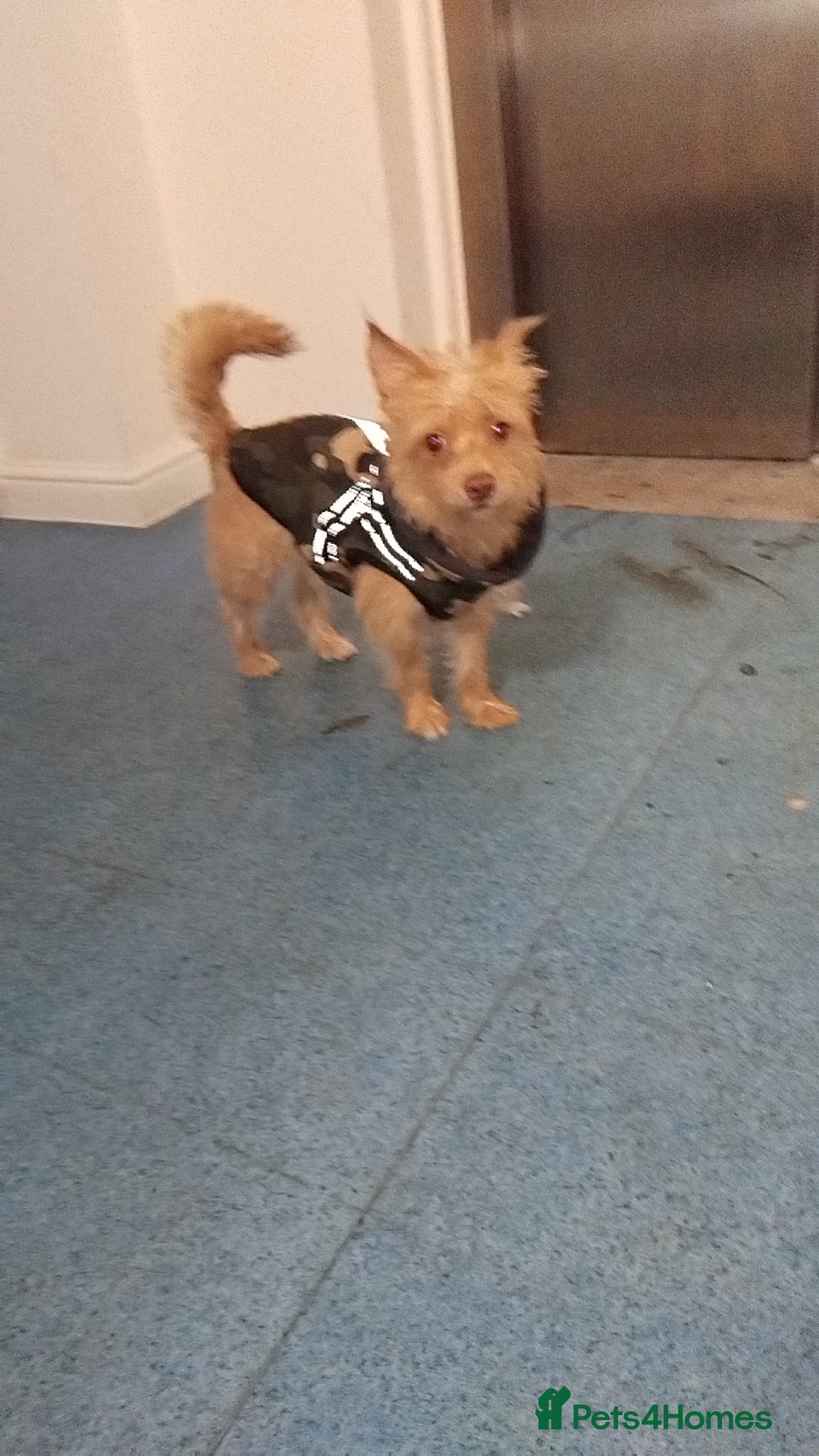 Mixed Breed dogs for sale: 10 month boy jack Russell x Chihuahua. - Advert 2