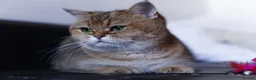 British Shorthair cats for sale: 🌟 Stunning Golden Queen–TICA ACTIVE Registered 🌟 - Advert 7
