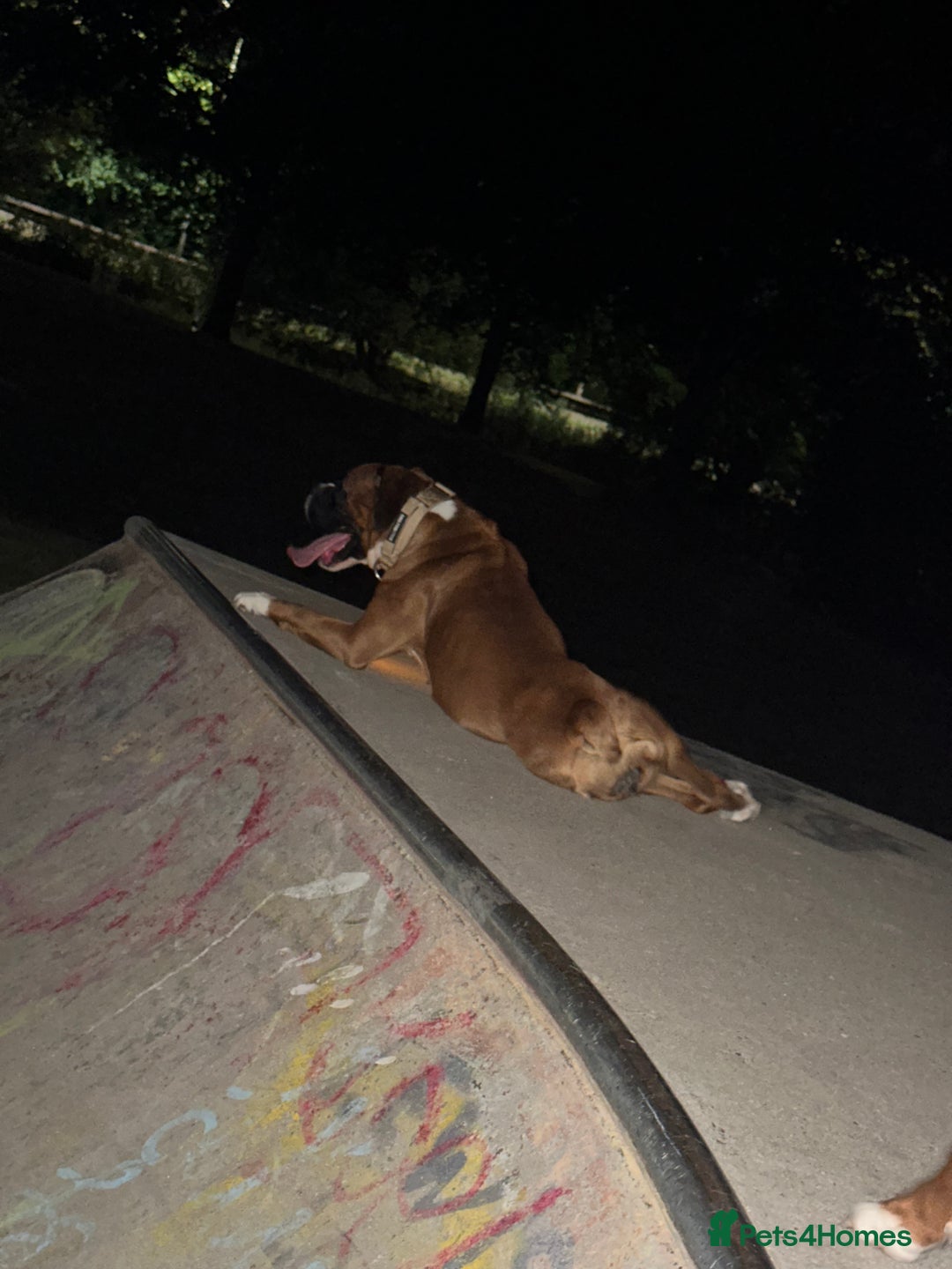 Boxer dogs for sale: Boxer sisters  - Advert 3